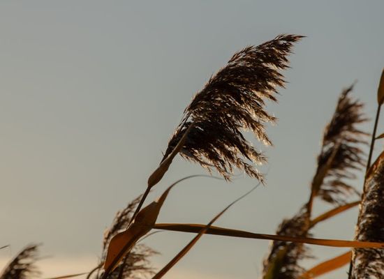 Calm environment with soft golden lighting